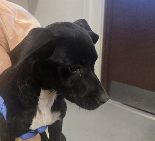 Photo of A172028, adoptable Labrador Retriever in Bakersfield, California