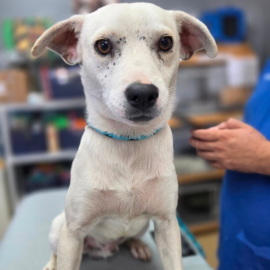 Photo of John Shen-Chino Hills Location, adoptable Terrier / Mix