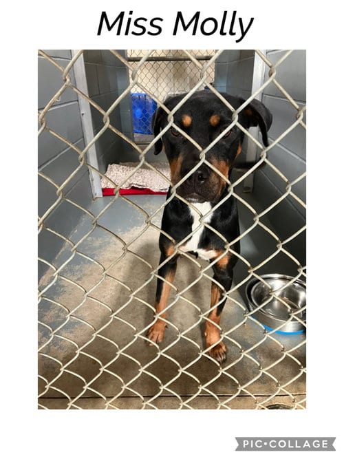 Photo of Miss Molly, adoptable Rottweiler in Kewanee, Illinois