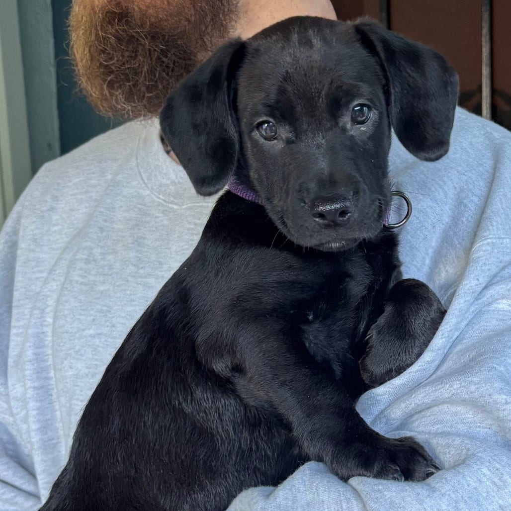 Photo of Violet - Costa Mesa Location, adoptable Retriever, Labrador / Mix