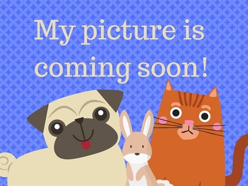 Photo of Coco, adoptable Pug in Fort Wayne, Indiana