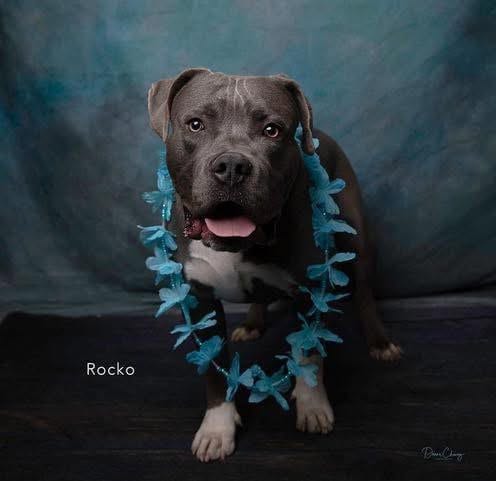 Photo of Rocko, adoptable American Staffordshire Terrier in San Diego, California