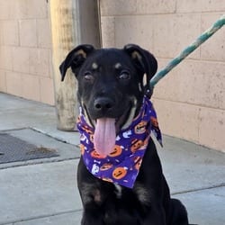 Photo of Mercury, adoptable American Pit Bull Terrier in Santa Maria, California