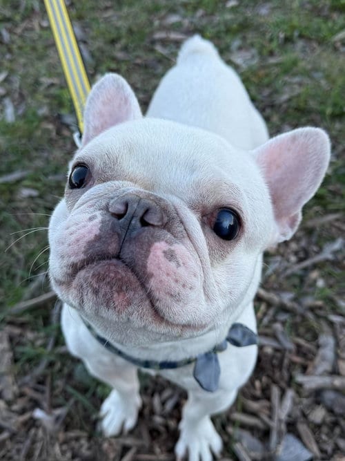 Photo of Romie, adoptable French Bulldog in Duluth, Minnesota