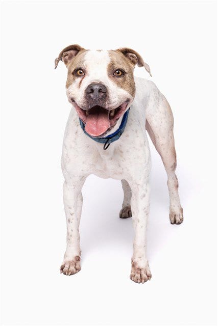 Photo of Freddy, adoptable American Bulldog in Miami, Florida