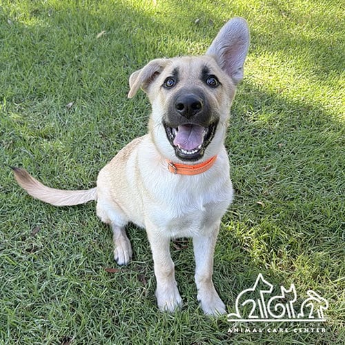 Photo of Zoro, adoptable Siberian Husky in Irvine, California