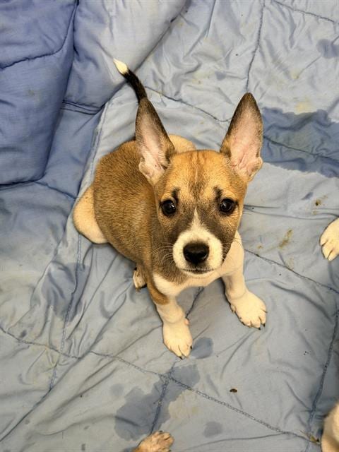 Photo of Pluto, adoptable Husky in San Antonio, Texas