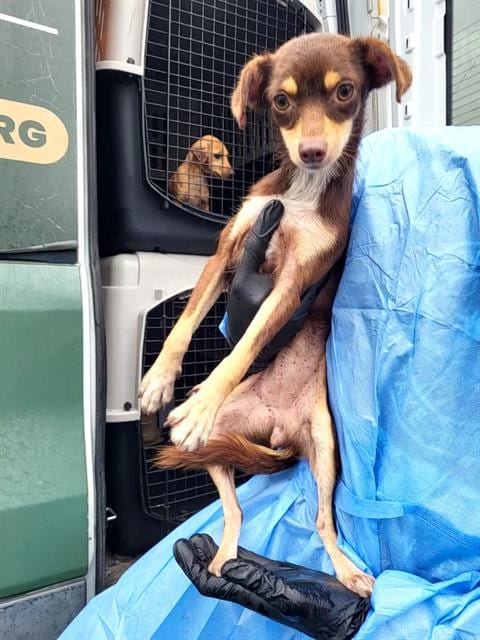 Photo of Nelly, adoptable Terrier in San Antonio, Texas