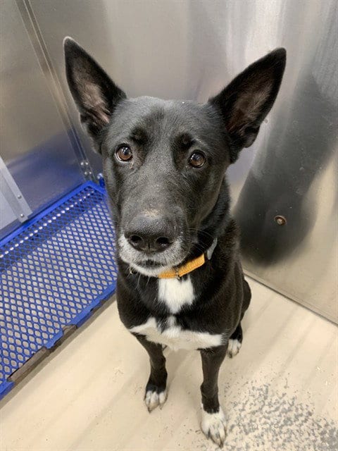 Photo of Sif, adoptable German Shepherd Dog in Fairbanks, Alaska