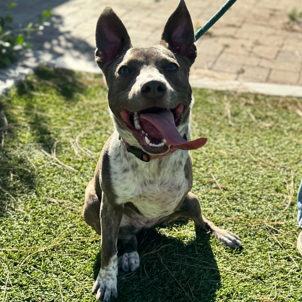 Photo of Oakley (C000-282)-City Of Industry Location, adoptable Cattle Dog, Australian (Blue Heeler)