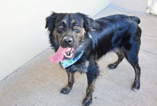Photo of Klunk, adoptable Shepherd in McKinney, Texas