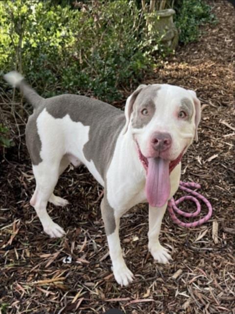 Photo of Rex, adoptable Pit Bull Terrier in San Pedro, California