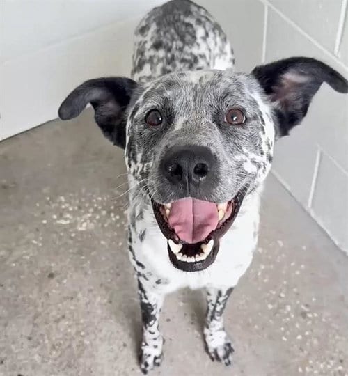 Photo of Marshall, adoptable Dalmatian in Houston, Texas