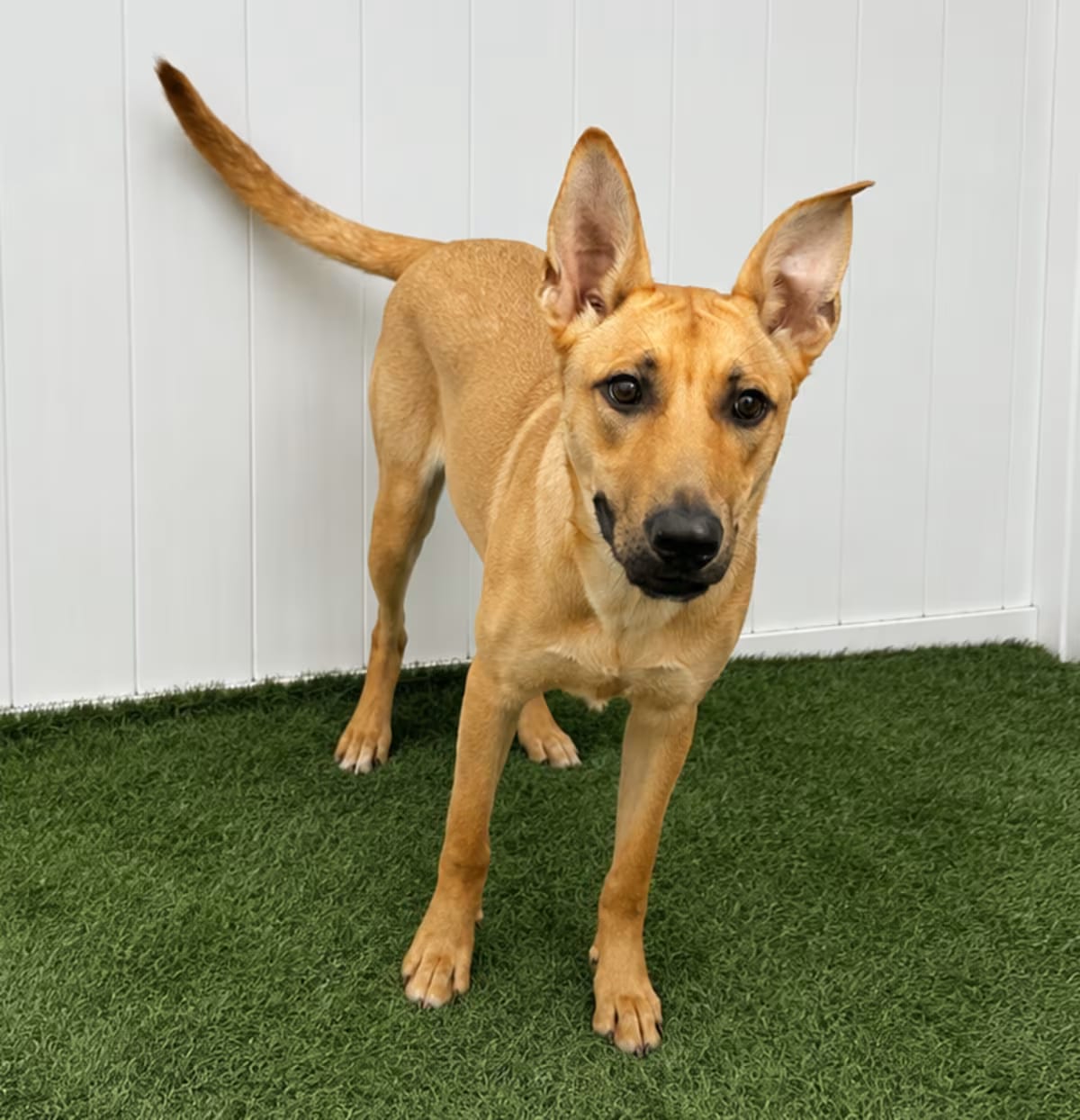 Photo of Samoa, adoptable Shepherd (Unknown Type)/Carolina Dog in Jacksonville, North Carolina