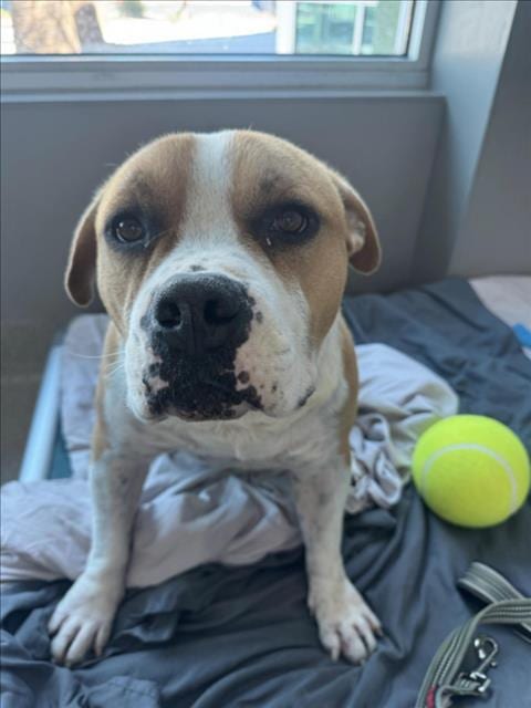 Photo of Chiquito, adoptable American Bulldog in Las Vegas, Nevada