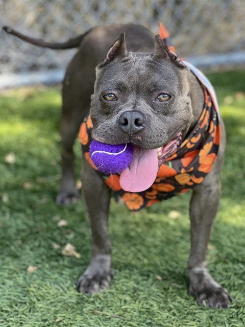 Photo of Peepers, adoptable Pit Bull Terrier in Gardena, California