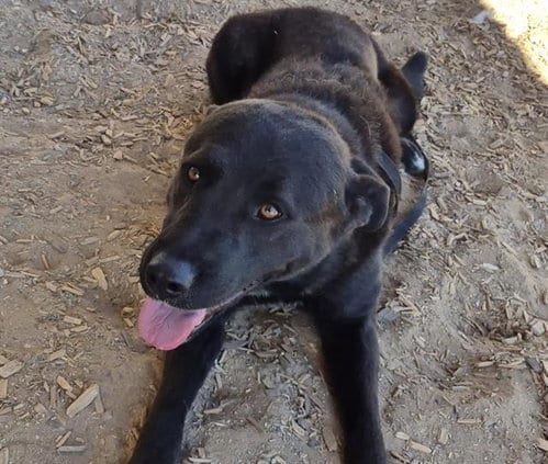 Photo of Bruno, adoptable Labrador Retriever in Albuquerque, New Mexico