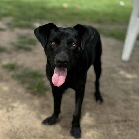 Photo of Lila, adoptable Labrador Retriever in Conroe, Texas