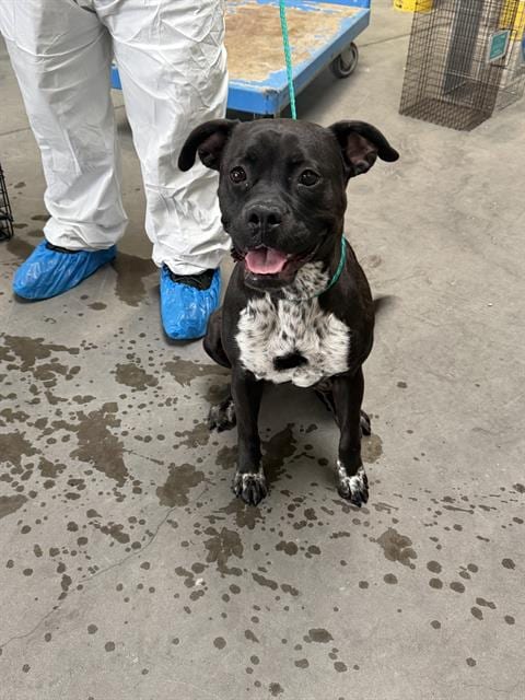 Photo of Silly Milly, adoptable Boxer in Las Vegas, Nevada