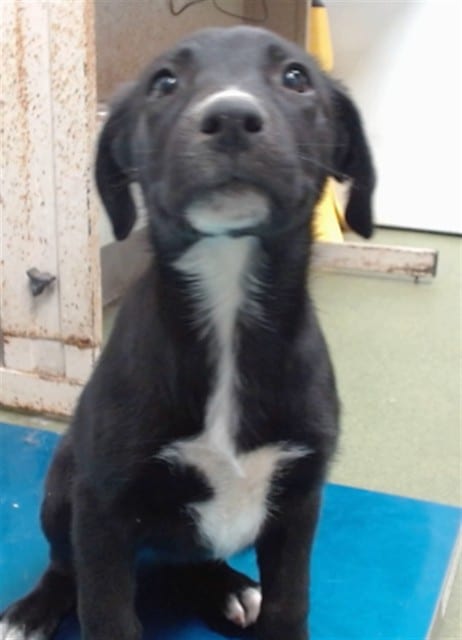 Photo of Senior Shepherd, adoptable Shepherd in Devore, California