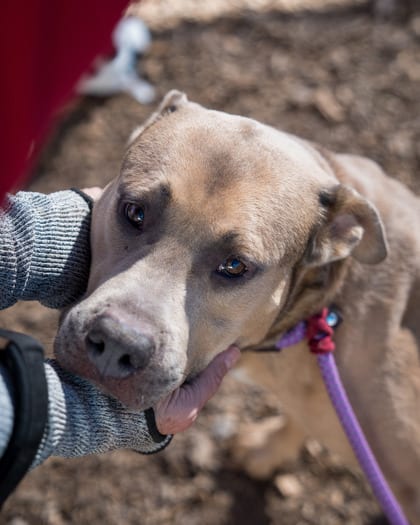 Photo of Squash, adoptable dog in Chamblee, Georgia