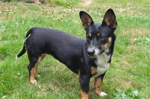 Photo of Lexxi, a female Dachshund-Corgi mix, adoptable Dachshund in Arlington, Washington