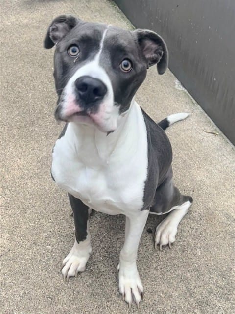Photo of Orlena, adoptable American Pit Bull Terrier in Chicago, Illinois