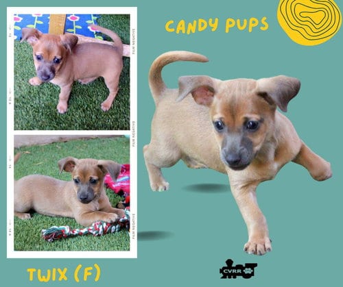 Photo of Twix (Puppy), adoptable Terrier in Lindsay, California