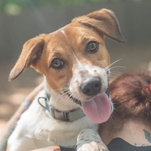 Photo of Miklo Velka, adoptable Mixed Breed (Medium) in Decatur, Georgia