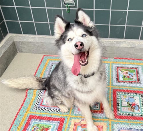 Photo of Winter, adoptable Husky in Rancho Cucamonga, California
