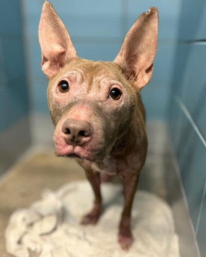 Photo of Sassy, adoptable American Staffordshire Terrier in Houston, Texas