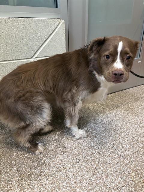 Photo of Brownie, adoptable Australian Shepherd in Pueblo, Colorado