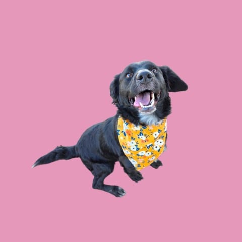 Photo of Peanut Butter, adoptable Cocker Spaniel in Bakersfield, California