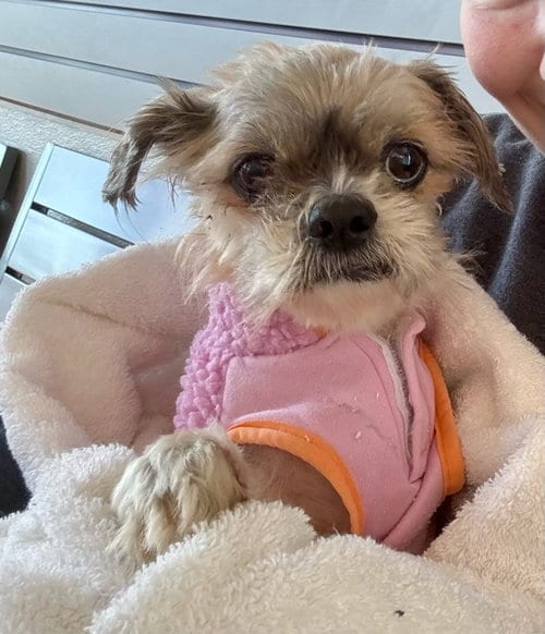 Photo of Bug, adoptable Shih Tzu in Newport Beach, California