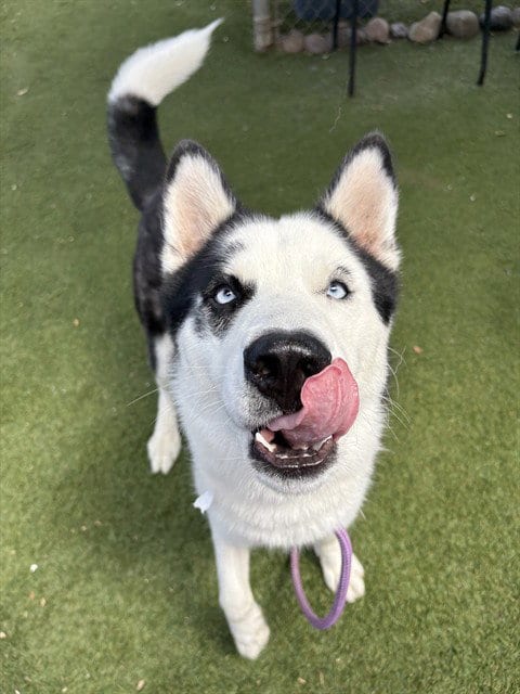 Photo of Dunkin, adoptable Siberian Husky in Phoenix, Arizona