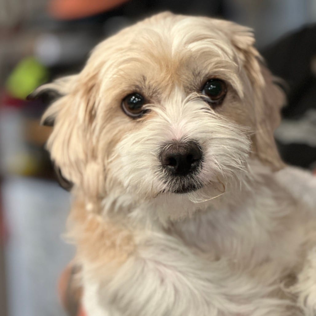 Photo of Maz, adoptable Mixed Breed (Small) in San Francisco, California