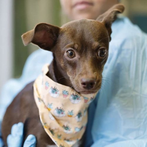 Photo of Chocolate, adoptable Chihuahua in San Antonio, Texas