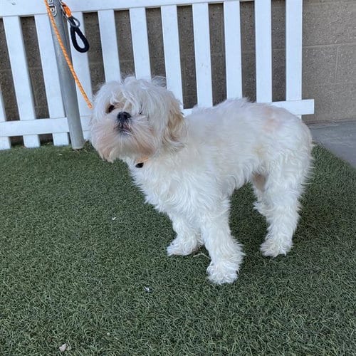 Photo of A615416, adoptable Shih Tzu in Modesto, California