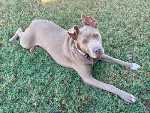 Photo of Remi, adoptable Pit Bull Terrier in OKLAHOMA CITY, Oklahoma