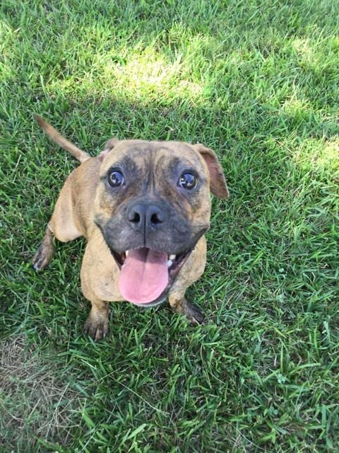 Photo of Kano, adoptable Pit Bull Terrier in Grovetown, Georgia