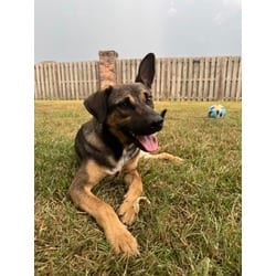 Photo of Muggle, adoptable German Shepherd Dog in Baton Rouge, Louisiana
