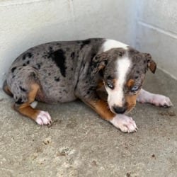 Photo of Meadow 2208, adoptable Catahoula Leopard Dog Mixed Breed (Medium) in Loxahatchee, Florida