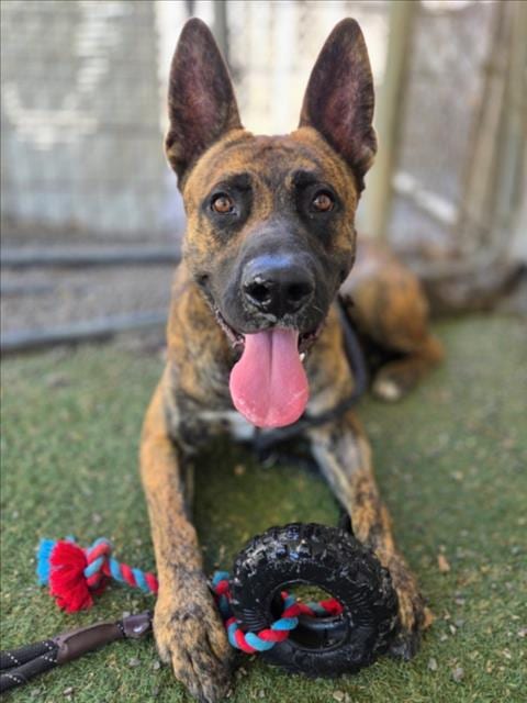 Photo of Papas, adoptable German Shepherd Dog in Woodland, California