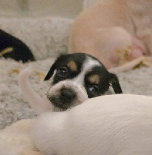 Photo of Kush, adoptable Terrier in Pacifica, California