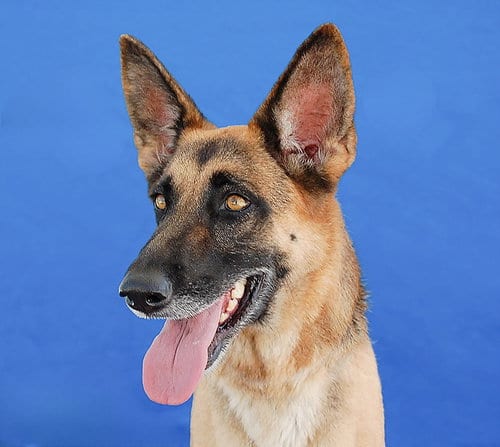 Photo of Rosie, adoptable German Shepherd Dog in Pasadena, California