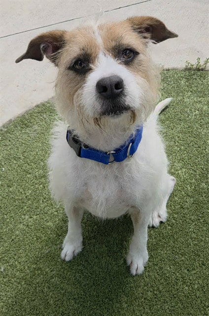 Photo of Wallace, adoptable Saint Bernard in Fort Lauderdale, Florida