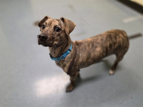 Photo of Piper, adoptable Dachshund in Denver, Colorado