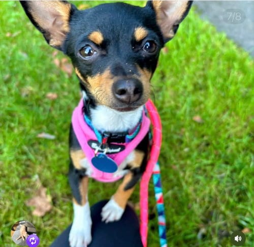 Photo of Goldie, adoptable Chihuahua in Bellevue, Washington