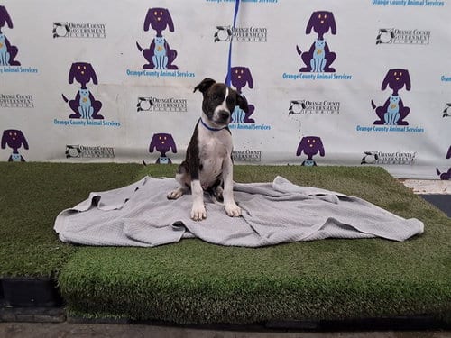 Photo of Chester, adoptable Pit Bull Terrier in Orlando, Florida