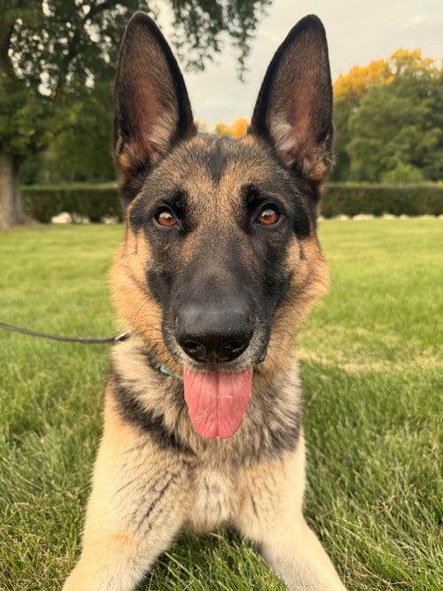 Photo of Remy, adoptable German Shepherd Dog in SKOKIE, Illinois